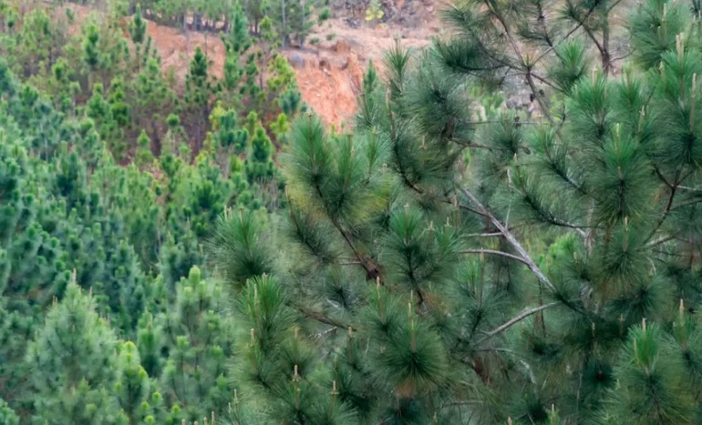 Caribbean Pine Tree - Tropical Ecosystem Hero