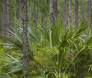 Caribbean Pine Wood Uses