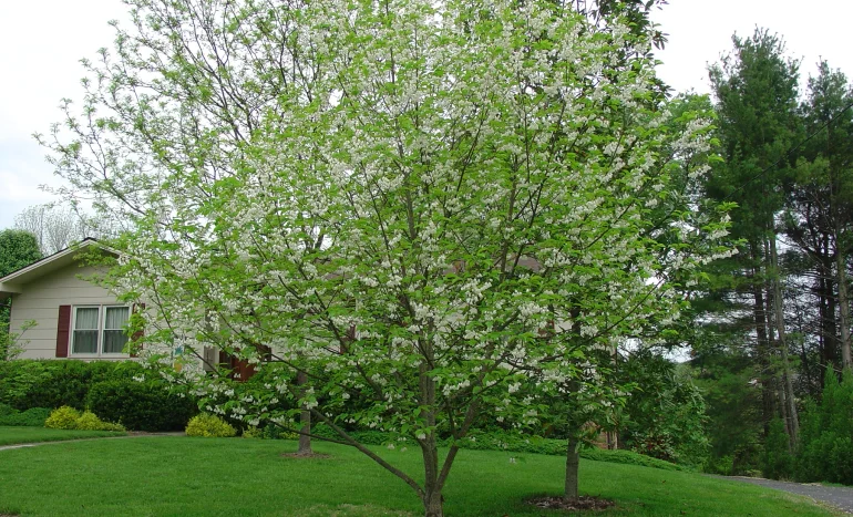 Carolina Silverbell Tree - Garden Transformation
