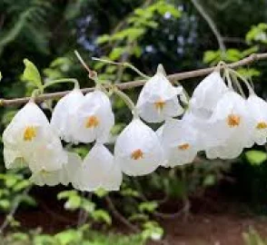 Carolina Silverbell in Garden Design