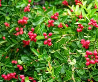 Carissa carandas Wood Uses