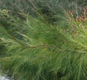 Casuarina Suru Tree Coastal Protection