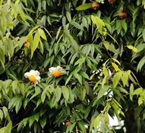 Reforestation Projects