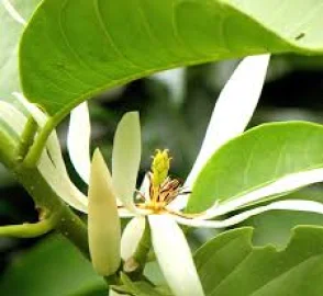 Champa Tree in Garden
