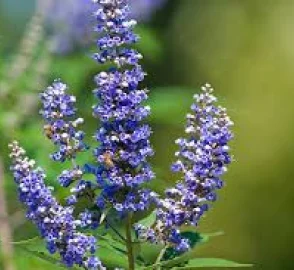 Chaste Tree in Garden