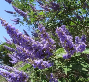 Chaste Tree Purple Flowers