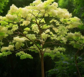 Chinese Parasol Tree Canopy
