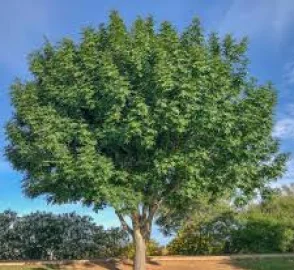 Chinese Pistachio Tree Fall Colors