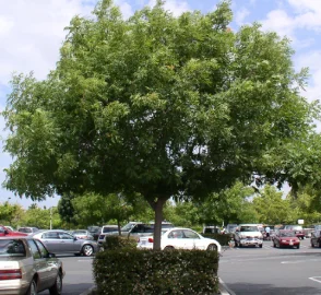 Chinese Pistachio Tree Canopy