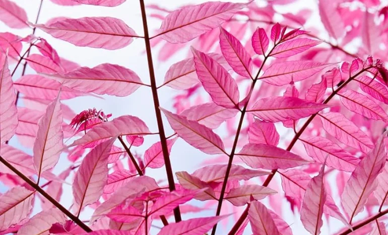 Chinese Toon Tree - Nature's Superfood Marvel