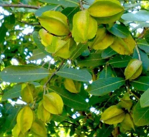 Chirol Tree Bark and Leaves