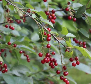 Chokecherry Recipes