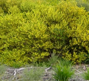 Coastal Wattle Wildlife Support