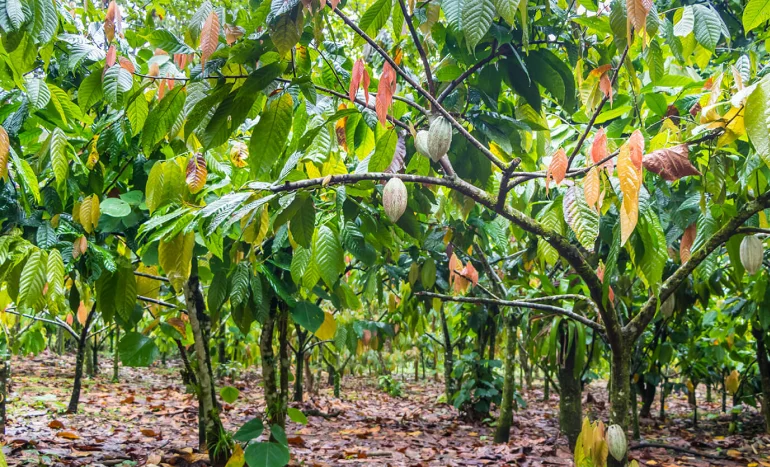 Cocoa Tree - Nature's Chocolate Factory
