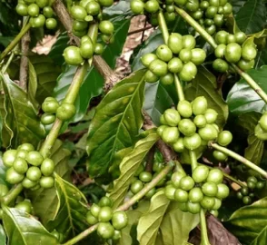 Sustainable Coffee Farming