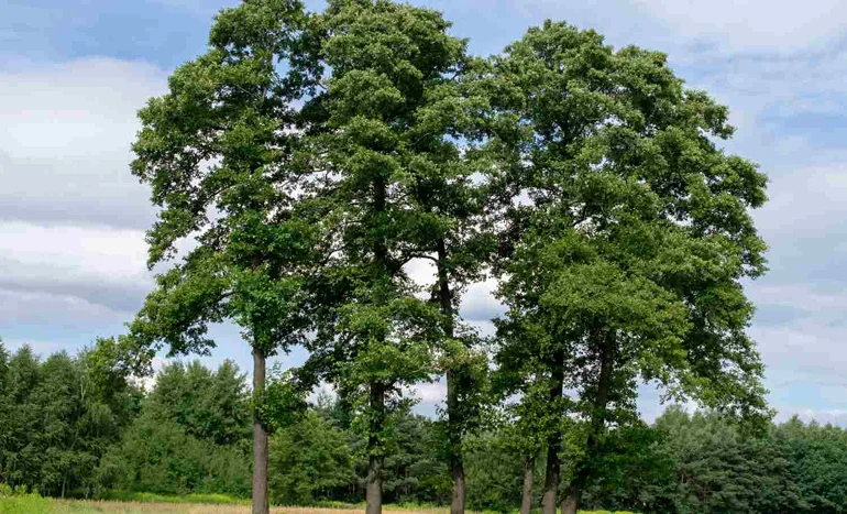 Common Hornbeam Tree - Nature's Resilient Beauty