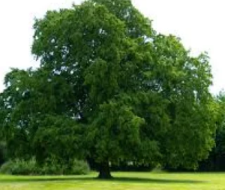 Cogon Grass in Landscaping