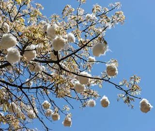 Sustainable Planting