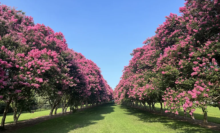 Crape Myrtle Tree - Vibrant Ornamental Beauty