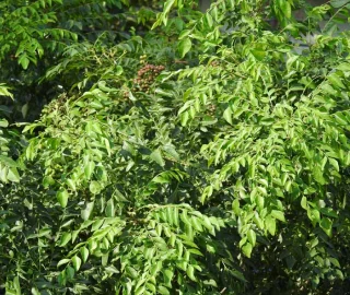 Curry Leaf in Cuisine