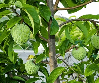 Custard Apple Tree