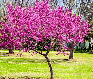 Eastern Redbud Tree Plantation