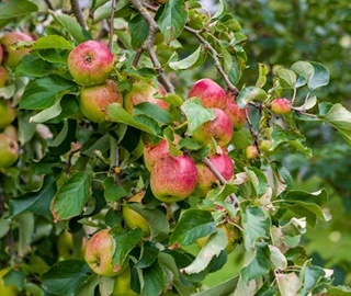 Ebony Apple Tree Environmental Benefits