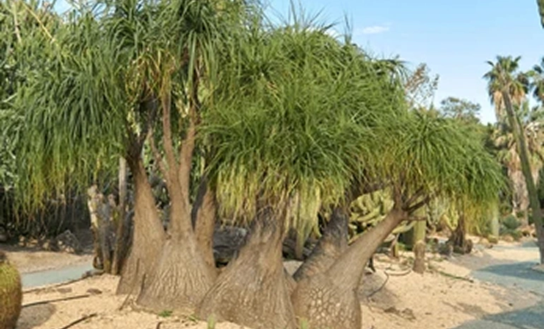 Elephant Foot Tree - Unique Houseplant