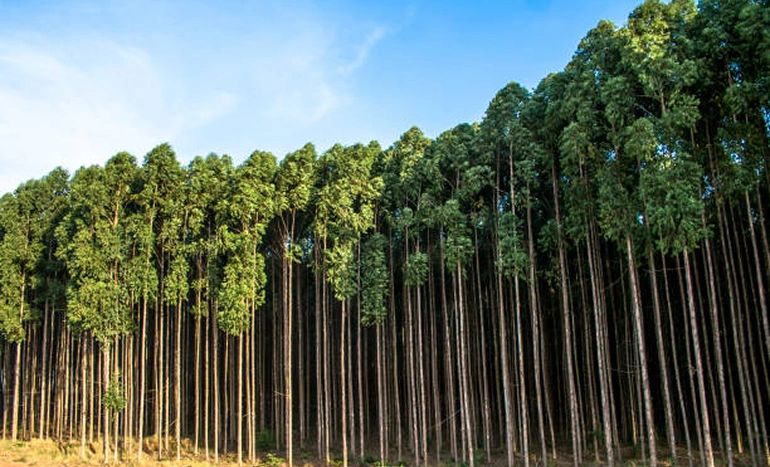Eucalyptus Tree - Aromatic Canopy