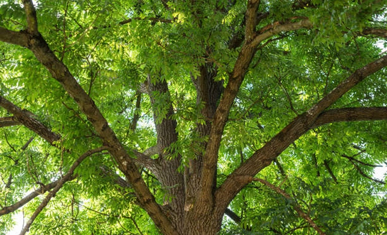 European Ash Tree - Majestic Arboreal