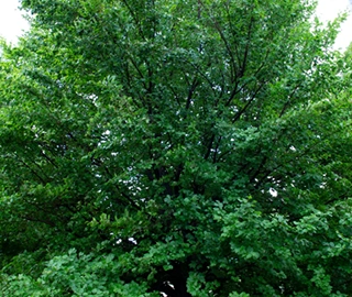 European Beech Tree Conservation