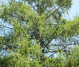 European Larch Tree - Golden Autumn