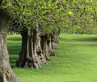 European Linden Tree in Landscape