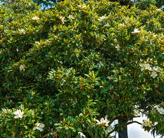 Evergreen Magnolia Tree Flowers - Fragrant Beauty