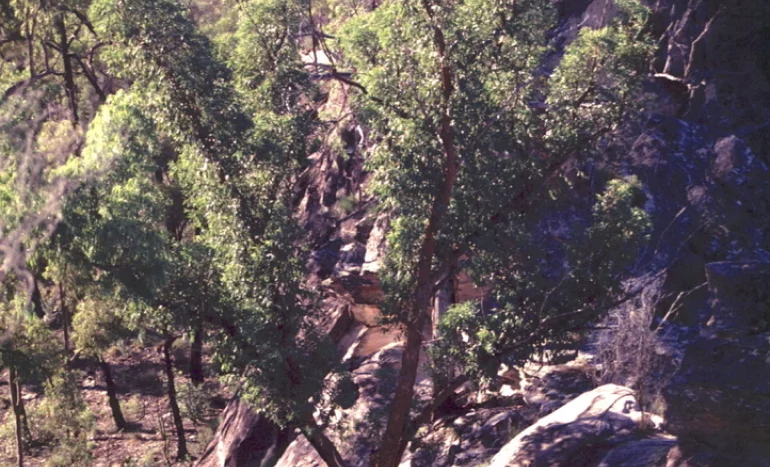 False Acacia Tree - Medicinal Plant