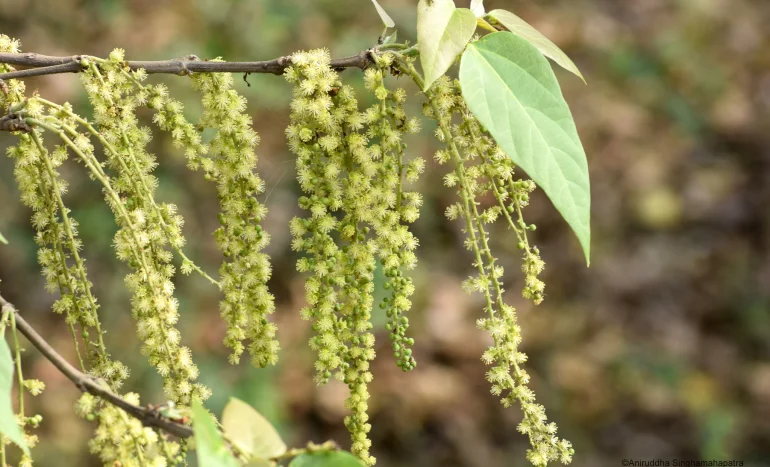 False Acacia Tree - Medicinal Plant