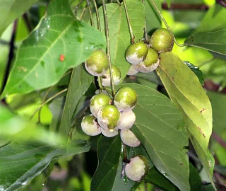 False White Teak Tree Removal Efforts