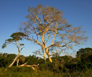 Fever-Tree Indian Tonic Water - Cocktail
