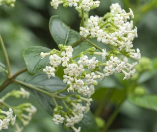 Fever-Tree Sustainability Initiatives