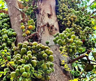 Fig Tree Fruit and Foliage