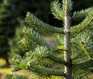 Fir Tree Varieties and Foliage