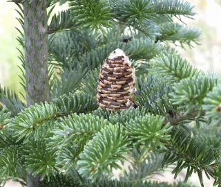 Fir Tree Conservation Efforts