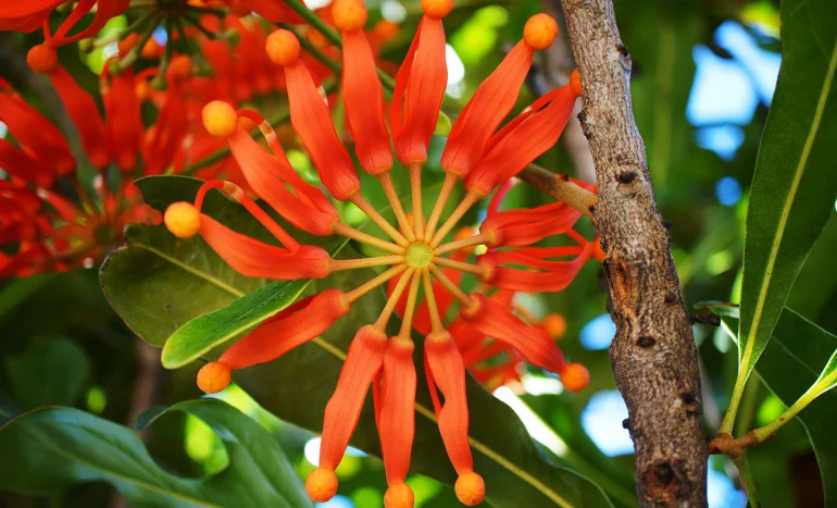 False Acacia Tree - Medicinal Plant