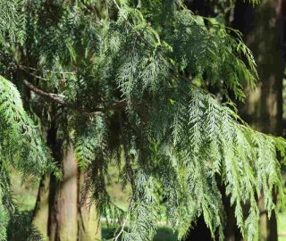 Fragrant Cedar Tree Aromatic Foliage