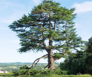 Fragrant Cedar Tree Conservation Efforts