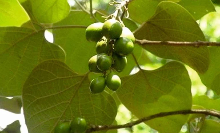 False Acacia Tree - Medicinal Plant