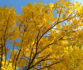 Golden Ash Tree Foliage
