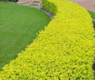 Golden Duranta Tree Foliage