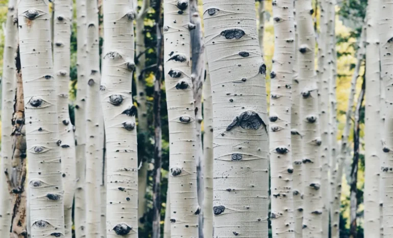 False Acacia Tree - Medicinal Plant