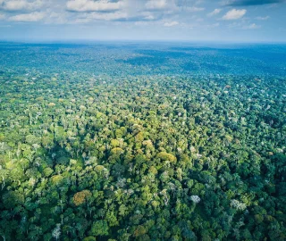 Greenheart Tree Planting